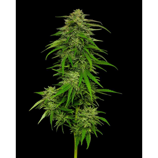 Humboldt Seed Company, Mango Sherbert, 3pc, Auto. feminized
