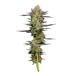 Humboldt Seed Company, Mint Jelly, 3pc, Auto. feminized
