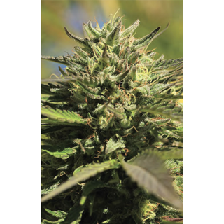 Humboldt Seed Company, OG Kush, 3pc, Auto. feminized