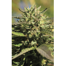 Humboldt Seed Company, OG Kush, 3pc, Auto. feminized
