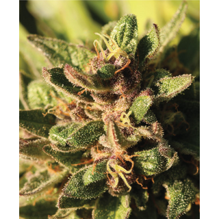 Humboldt Seed Company, Pineapple Muffin, 3pc, Auto. feminized