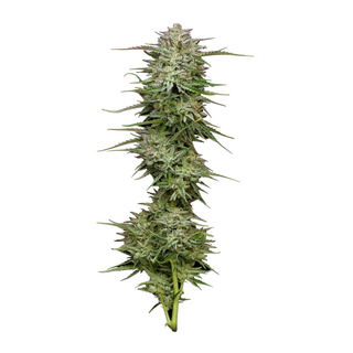 Humboldt Seed Company, Pound Town, 3pc, Auto. feminized