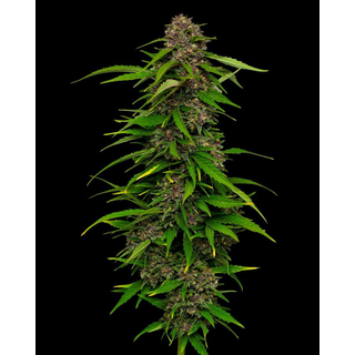 Humboldt Seed Company, Squirt, 3pc, Auto. feminized
