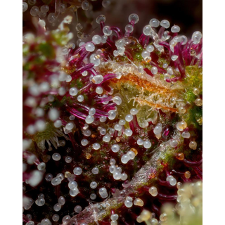 Humboldt Seed Company, Squirt, 3pc, Auto. feminized