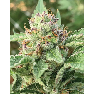 Humboldt Seed Company, Apple Blossom, 3pc, Auto. feminized