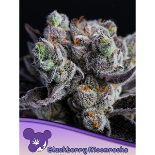 Zierhanf Blackberry Moonrocks (Anesia Seeds) by Kraftstamm Steckling im Keil oder Topfpflanze