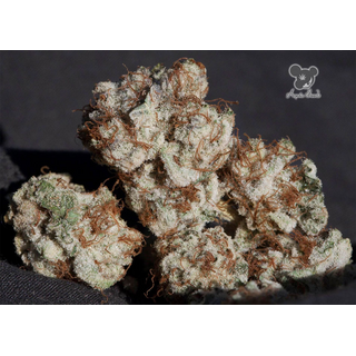 Zierhanf Iceberg (Anesia Seeds) by Kraftstamm Steckling...