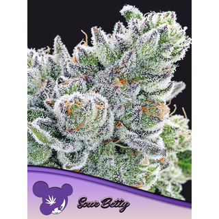 Zierhanf Sour Betty (Anesia Seeds) by Kraftstamm...