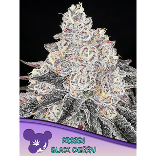 Zierhanf Frozen Black Cherry (Anesia Seeds) by Kraftstamm...