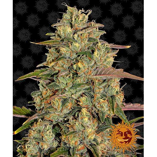 Zierhanf Amnesia Lemon (Barneys Farm) by Kraftstamm...