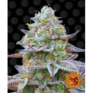 Zierhanf Gorilla Zkittlez (Barney´s Farm) by Kraftstamm...
