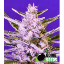 Zierhanf Ice Bomb (Bomb Seeds) by Kraftstamm Steckling im...