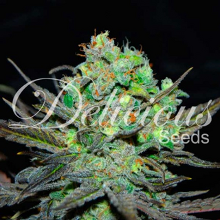 Zierhanf Eleven Roses (Delicious Seeds) by Kraftstamm...