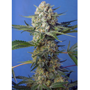 Sweet Seeds, Crystal Candy, feminized, F1 Fast Version
