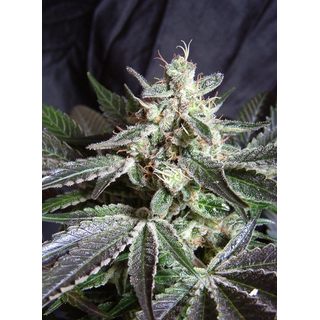 Sweet Seeds, Black Jack, feminized, F1 Fast Version