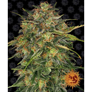 Barney�s Farm, Cheese, feminized