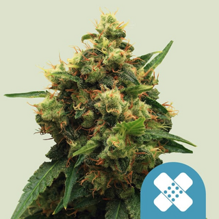 Royal Queen Seeds, Painkiller XL CBD, Feminised