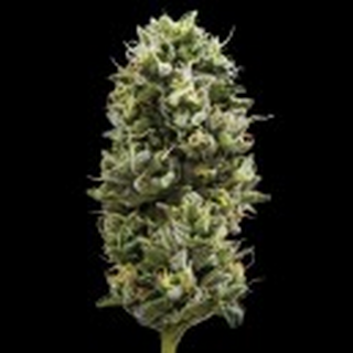 DNA Snack Pack (OG#18 x Do-Si-Dos), 5pc, feminized