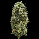 DNA Snack Pack (OG#18 x Do-Si-Dos), 5pc, feminized