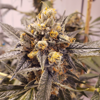 Rare Dankness Seeds, F-Cut LR TK (OG Kush Pheno x Lee Roy...