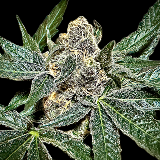 Rare Dankness Seeds, Sumptuousz, regular 12pc (Runtz x...