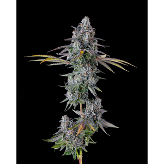 Compound Genetics, Inside Joke (Banana Cream Pop #13 x...