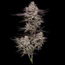 Compound Genetics, Animorph Mints (Animal Mints x...