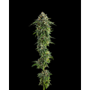 Compound Genetics, Jet Puft (MMOG #9 x Menthol), 5pc,...