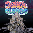 Perfect Tree Seeds, Peach Clouds, 6pc, feminized