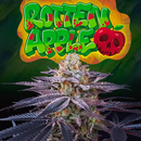 Perfect Tree Seeds, Rotten Apple X6, 6pc, feminized