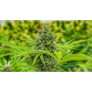 The Cali Connection, Clementine Slush, feminized, 6 pc