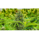 The Cali Connection, Clementine Slush, feminized, 6 pc