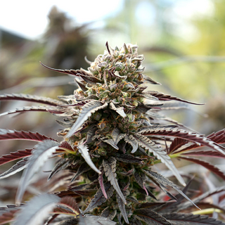 Humboldt Seeds, White Runtz, Fast Flowering