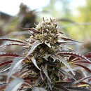 Humboldt Seeds, White Runtz, Fast Flowering
