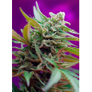 Sweet Seeds, Black Jack Auto, feminized,