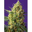 Sweet Seeds, Crystal Candy XL Auto, feminized