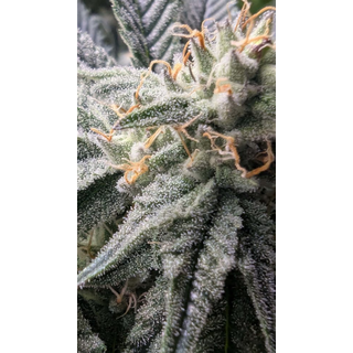 Annabelles Garden, Inferno 1.6, 12pc. regular (Dante?s...