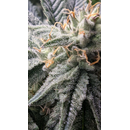 Annabelles Garden, Inferno 1.6, 12pc. regular (Dante?s...