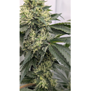Annabelles Garden, Sour Ghost Face Haze, 12pc. regular...
